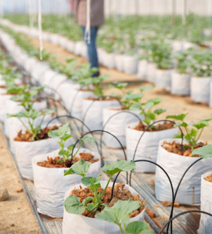 growbag