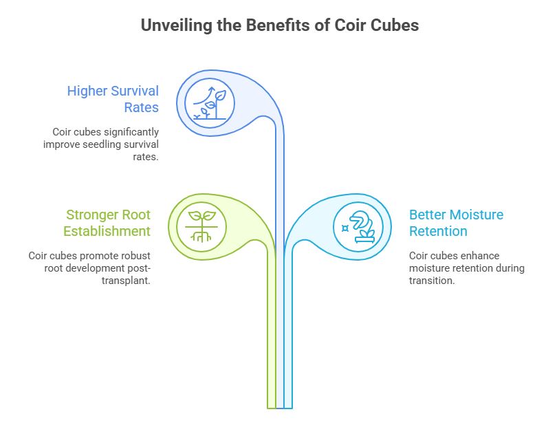 Coir Cubes