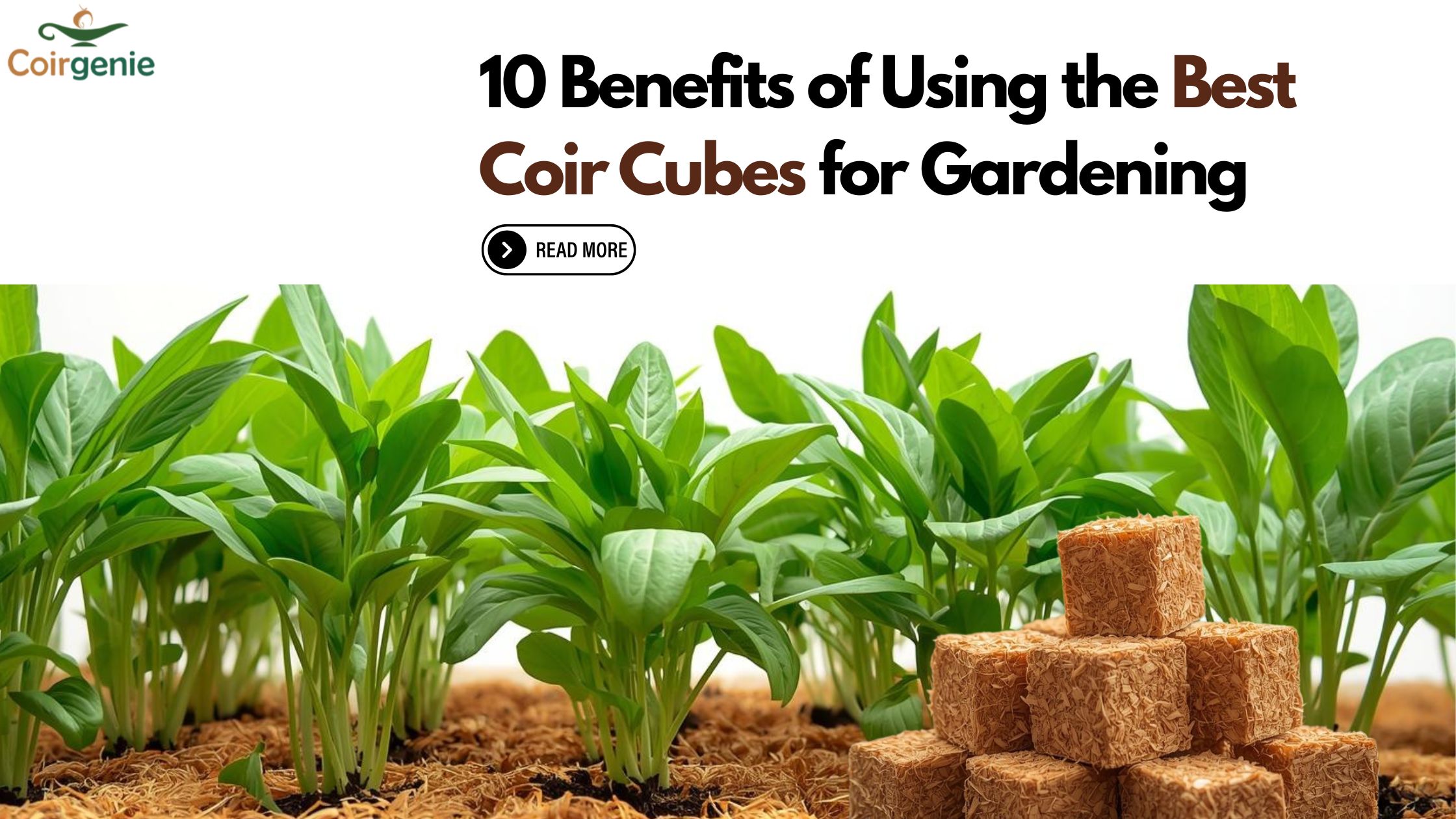 10 Benefits of Using the Best Coir Cubes for Gardening