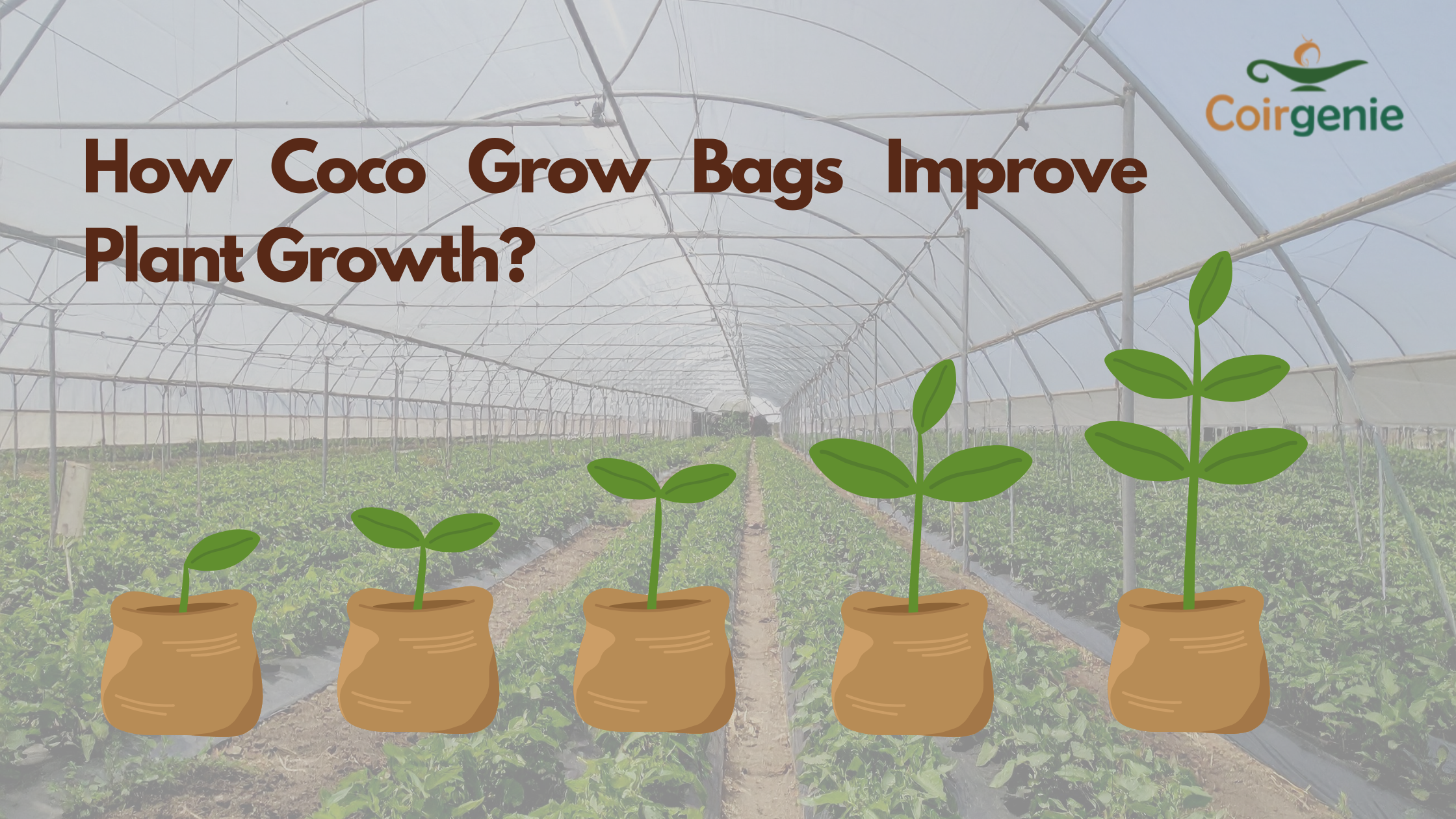How Coco Grow Bags Improve Plant Growth? A Complete Breakdown