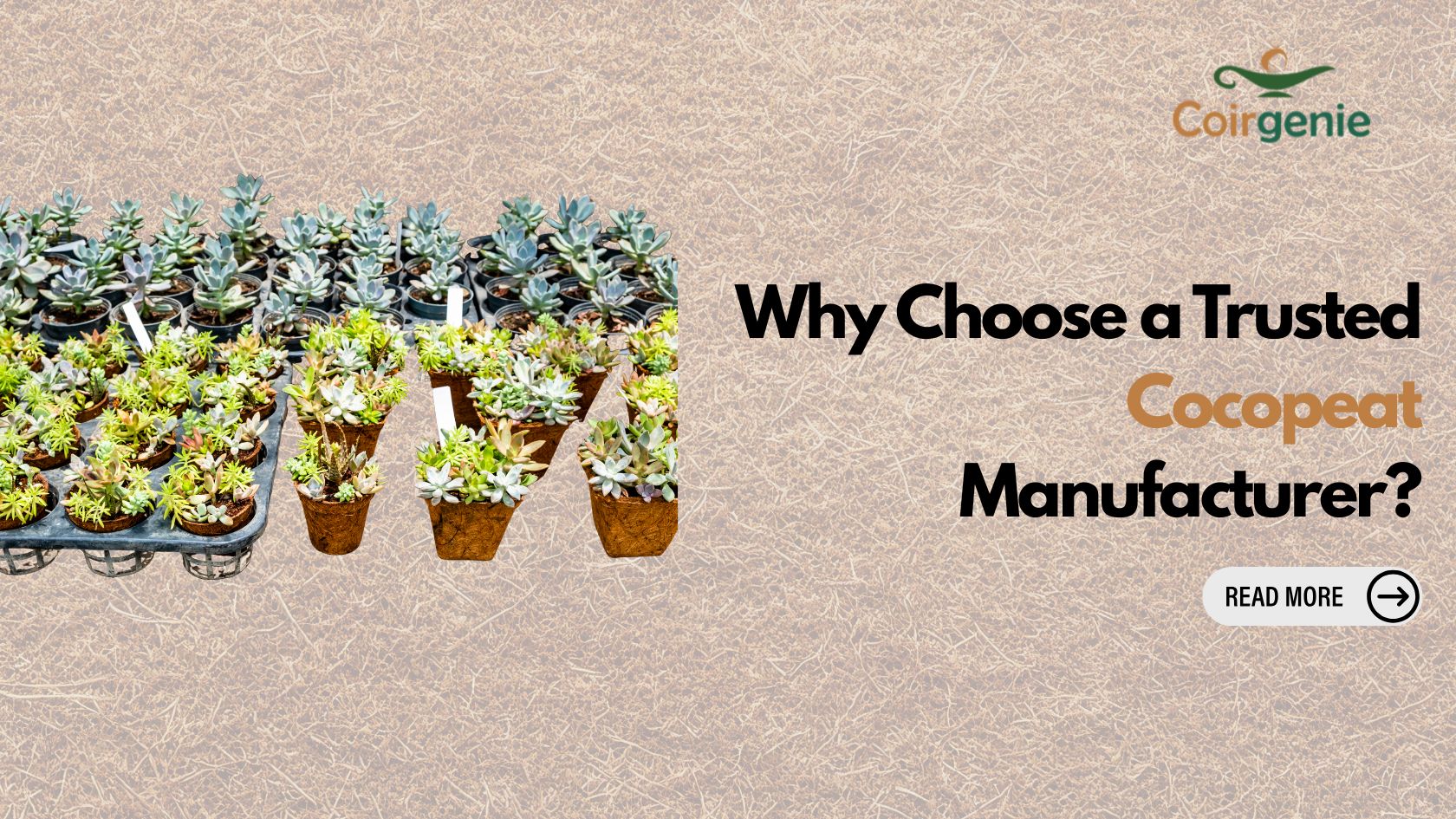 Why Choose a Trusted Cocopeat Manufacturer?